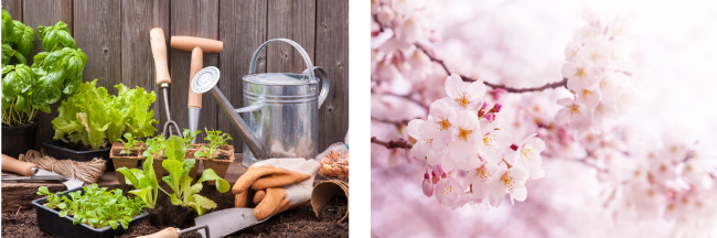 家庭菜園と桜も楽しめるテラスをご用意しております！